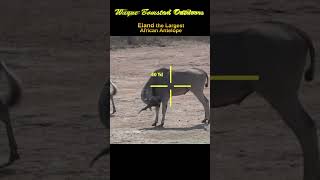 A Massive Eland Antelope with Bow and Arrow #shorts