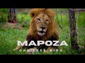 Mapoza The One Eyed Lion King