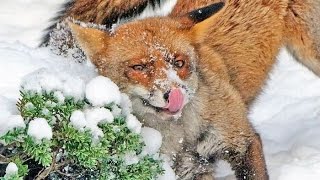 Приколы.Смотреть лучшие приколы. Дружбан 2. Собака+лиса.. Приколы.Смотреть лучшие приколы. Дружбан 2. Собака+лиса..
