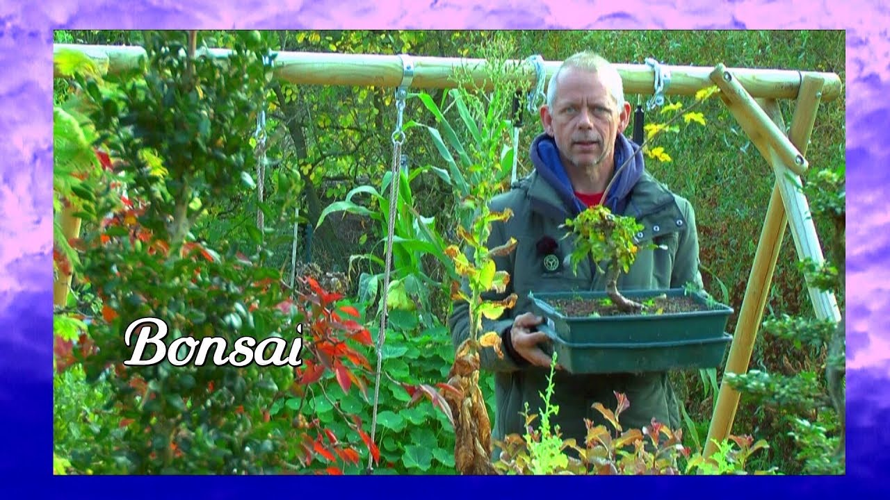 Bonsai Anzucht der kleinen Bäume. Ergebnis der neuen Experimente aus 2018