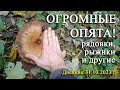 ОГРОМНЫЕ ОПЯТА! Зонтики, рыжики, рядовки и другие