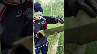 How To Cut Down A Tree |  Oddly satisfying Cutting Tree #shorts #shortvideo