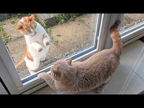 Intruder Cat Tries To Fight My Cat Through The Window