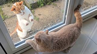 Intruder Cat Tries To Fight My Cat Through The Window