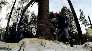 Little Stihl MS251C vs Big Maine Pine with Help From a Backhoe