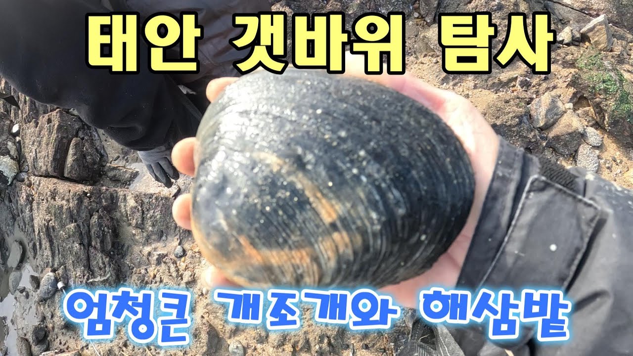 태안 갯바위 탐사 엄청큰 개조개와 해삼 줍줍
