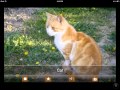 Animals Audio Download