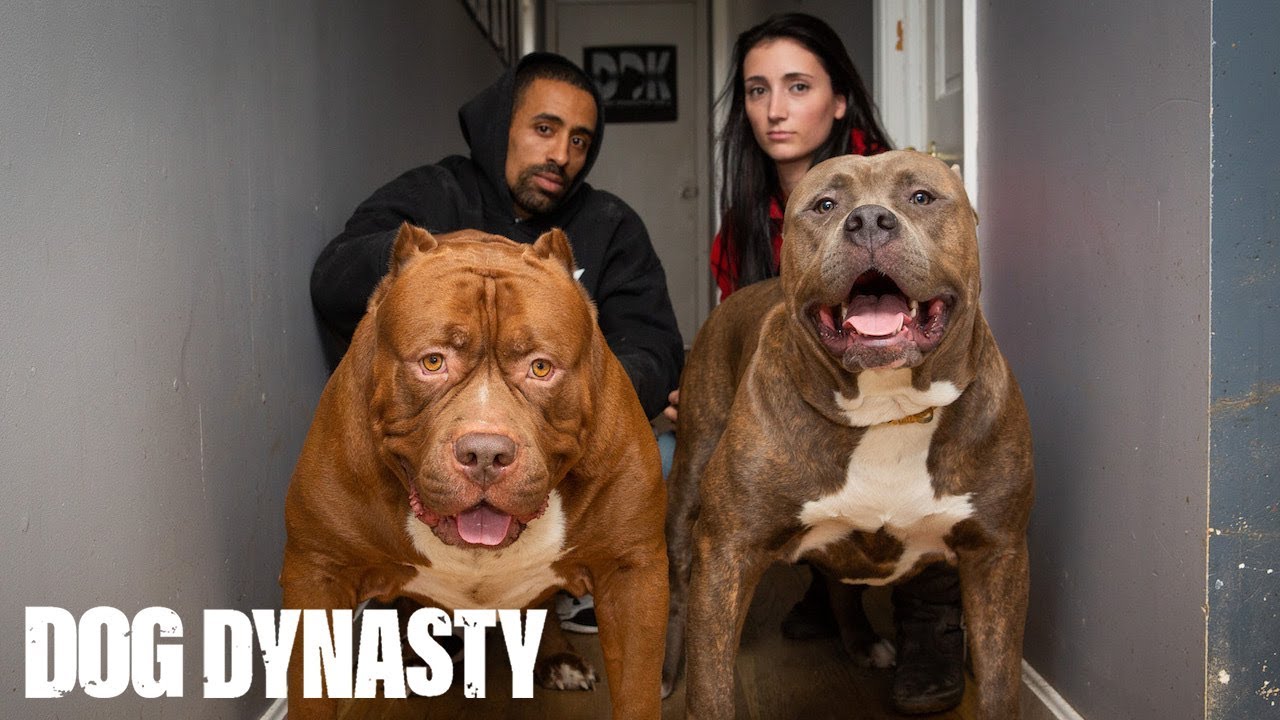 Kong: The 150lb Pitbull Puppy Set To Outgrow Hulk | DOG DYNASTY - YouTube