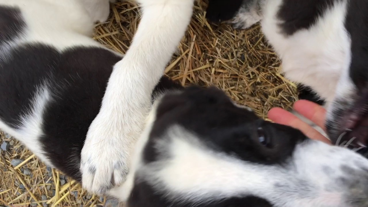 AA Dog Rescue 2016 - YouTube
