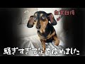 すっきりして大はしゃぎした犬の末路