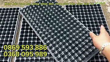 Khay bầu ươm hạt giống siêu tiện lợi. Chuyên ươm ngô loại 200 lỗ nhựa đen cứng siêu bền, giá rẻ