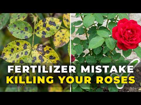 Gardeners Hate This Fertilizer Mistake That's Making Your Black Spot Worse