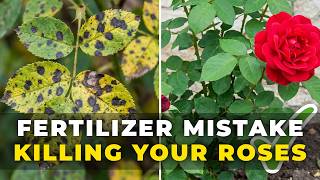 Gardeners Hate This Fertilizer Mistake That's Making Your Black Spot Worse