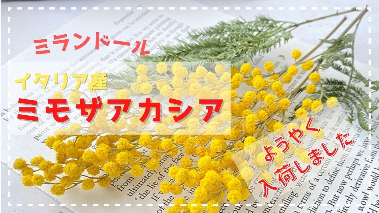 イタリア産ミモザ ミランドール がようやく入荷しました！ #ミモザ