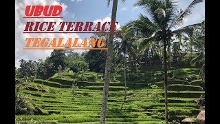 Rice fields in Bali, Indonesia