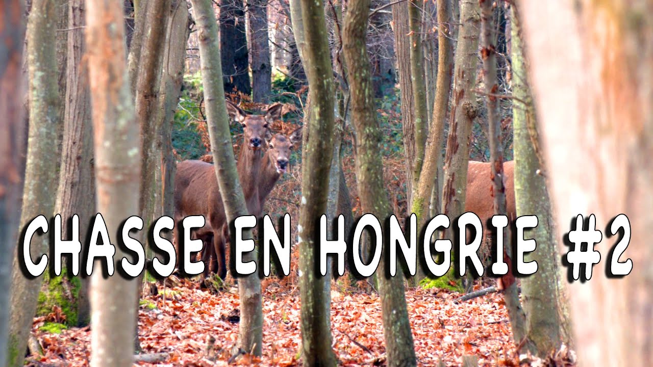 Chasse en Hongrie #2 - Battue aux grands gibiers (4K)