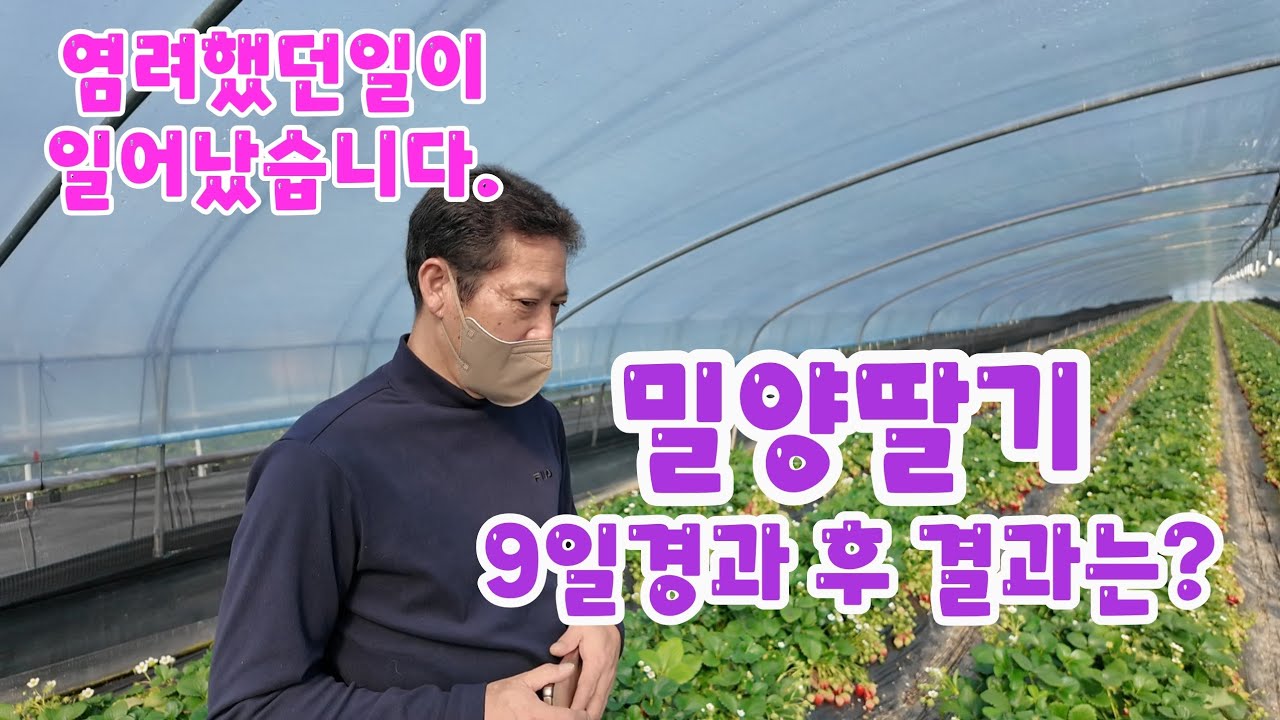 298)밀양딸기 엄청나게 달렸던 딸기밭  현제상황은??