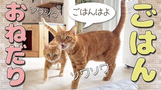 違うルーティンでごはんを焦らされた猫のおねだりが可愛すぎた