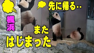 【子パンダ楓浜大激怒 とうとう鎮静剤 ハカイダー世誕生の瞬間】怪我寸前女竹引きちぎり