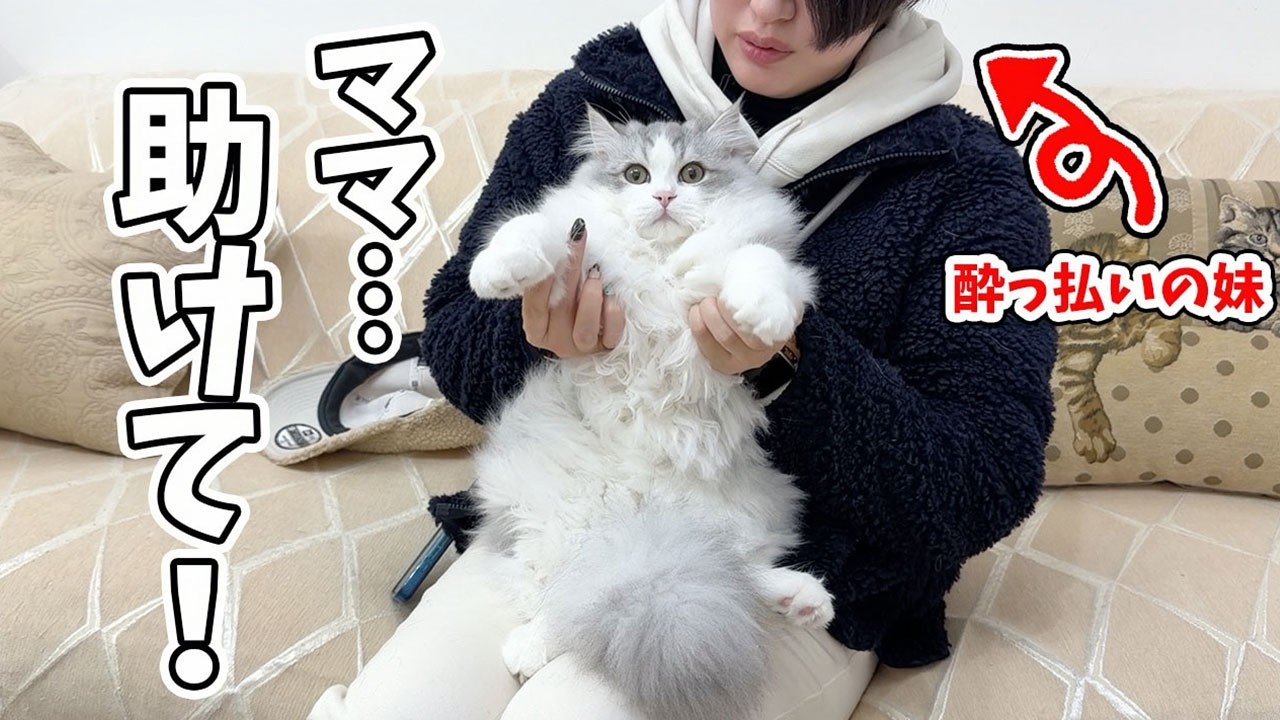 突然遊びに来た酔っ払いの妹に捕まった子猫がこうなりました…w