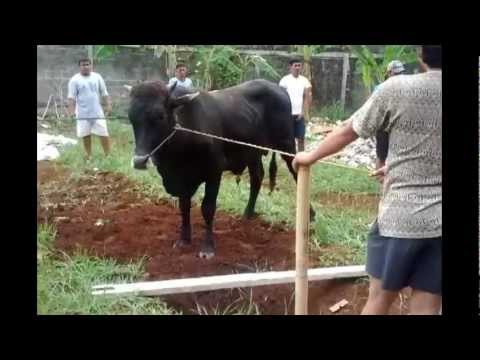 Kurban Sapi Keluarga Helfia 2012 - YouTube