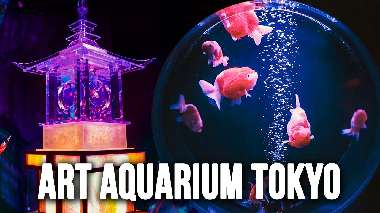 World's Biggest Goldfish Aquarium Art Aquarium Tokyo YouTube