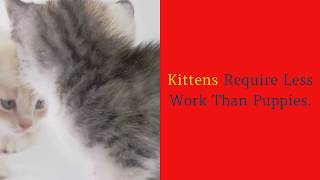 10 reasons why cats are better than dogs reason #5 by Timmy b 7 views 3 years ago 46 seconds