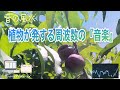 【絆・仲間に恵まれる・革新・財運・家族運・528 Hz】幸運を呼ぶ果実『ネクタリン』が奏でる『音の風水』♪（Part 55）