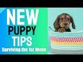 New Puppy Tips - Surviving the First Week