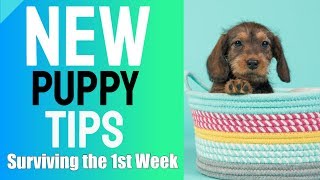 New Puppy Tips  Surviving the First Week