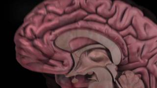Celebrity The Human Brain: How We Decide Profile