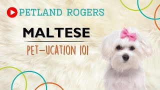 Everything you need to know about Maltese puppies! by Petland Rogers 49 views 8 months ago 1 minute, 4 seconds