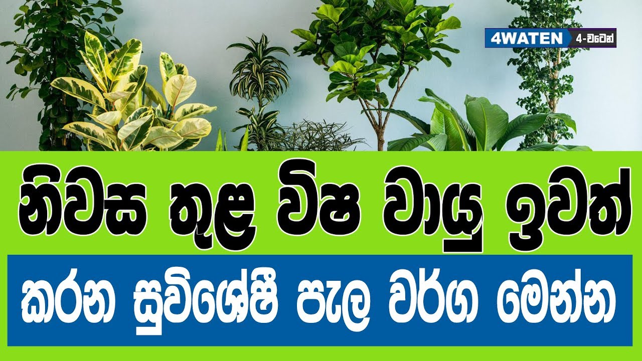 නිවස තුළ විෂ වායු ඉවත් කරන පැල වර්ග මෙන්න : Best indoor plants to clean
