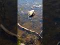 #watersounds #background #sunset #timelapse #sunrise #sunshine #riversounds #nostalgic#shadow #stone