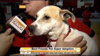 Mobile Couch: Best Friends Pet Super Adoption