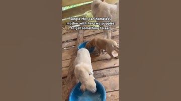 Help donate link in bio #rescuedog #adoptstrays #fundraiser #puppy #shelterdog #rescuepup #rescueli