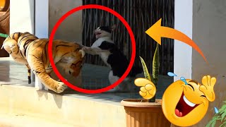 Best New Prank Cat _ Brave Cat Vs Fake Tiger Prank So Funniest Video 2021 Try Not To Laugh
