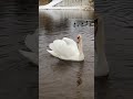 How the swan roars 🦢  Как рычит лебедь 🦢 #shorts