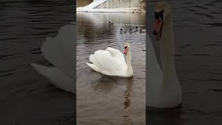 How The Swan Roars 🦢  Как Рычит Лебедь 🦢 #Shorts