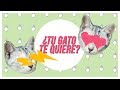 ¿Qué siente tu gato por ti? Así te demuestra su AMOR FELINO 😻