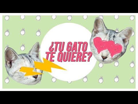 Video: ¿Cuánto tiempo están los gatos embarazadas?