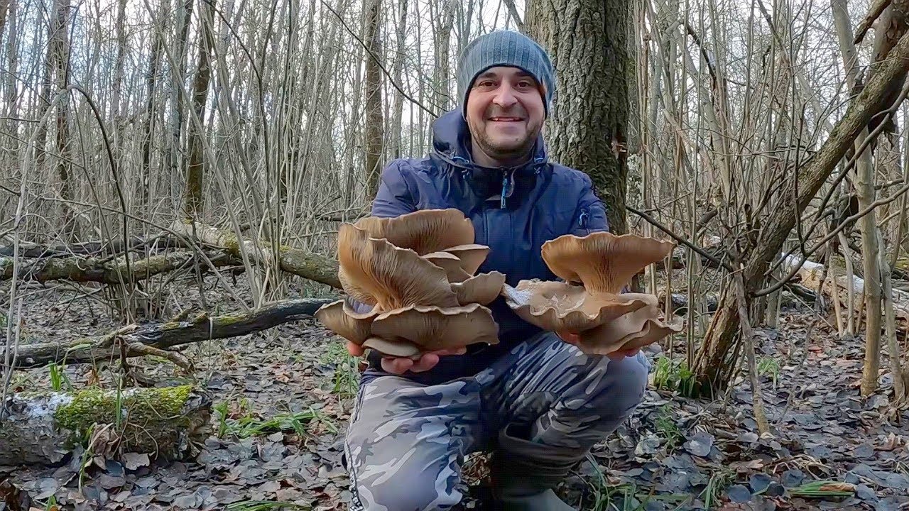 ГРИБНИК попал  В ГРИБНОЙ РАЙ!!! Массовый сбор грибов 2025