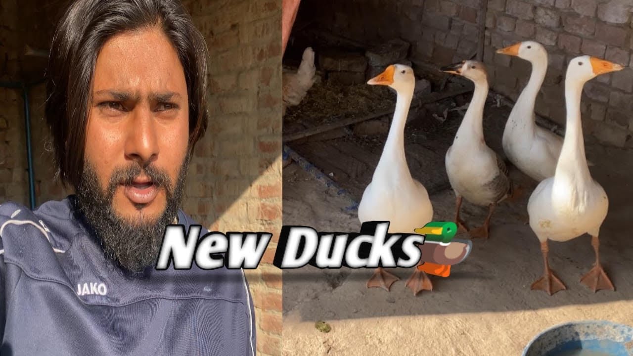 Ducks | Sasural gye wife or betiii ko milny👩‍❤️‍👨👼🏻| New ducks ly aye 🦆| Ar Arslan Pk