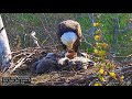 Little Miami Conservancy Bald Eagle- Bette karmi trojaczki LM5🐥🌹🍀LM6🐥🌹🍀LM7🐥🌹🍀24/04/2024