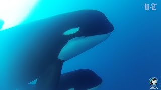 New Species of Killer Whale | San Diego Union-Tribune