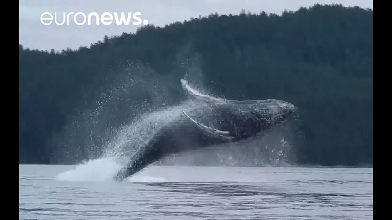 Выпрыгивающие из воды киты