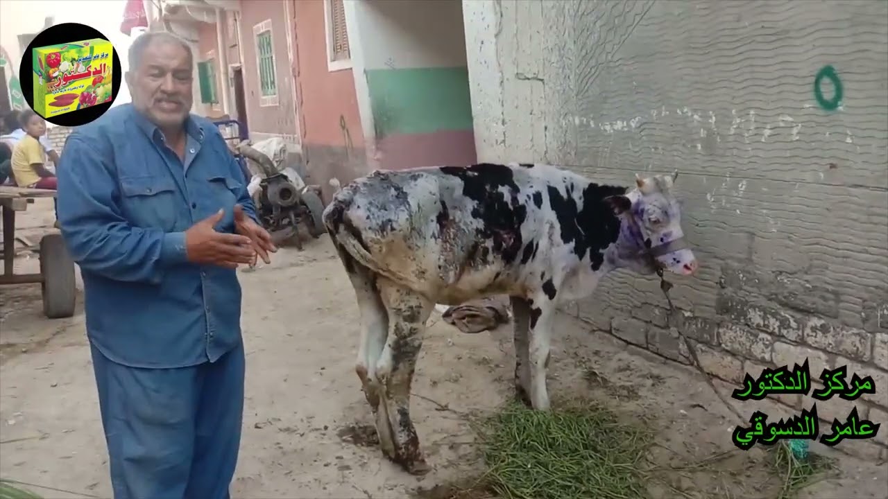 جميع المراحل التي يمر بها  مرض التهاب الجلد العقدي منذ بدايه المرض حتي الشفاء وطرق  الوقايه والعلاج