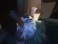 what does he see