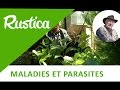 Les maladies de lhortensia