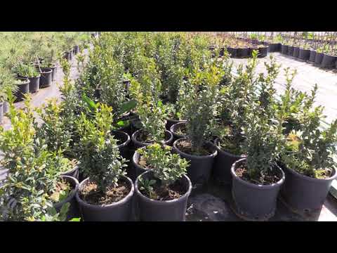 ბზობა: რა უნდა ვიცოდეთ კოლხური ბზის შესახებ